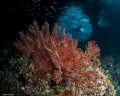   Boo windows Raja Ampat  